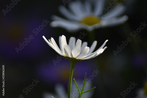 Blühende Kamille (Matricaria) in der Herbstsonne
