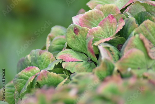 Hortensie Magical im Herbst