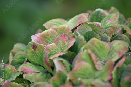 Hortensie Magical im Herbst