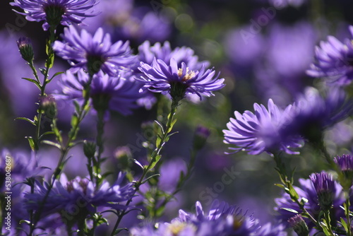 Blühende Herbstastern in der Herbstsonne
