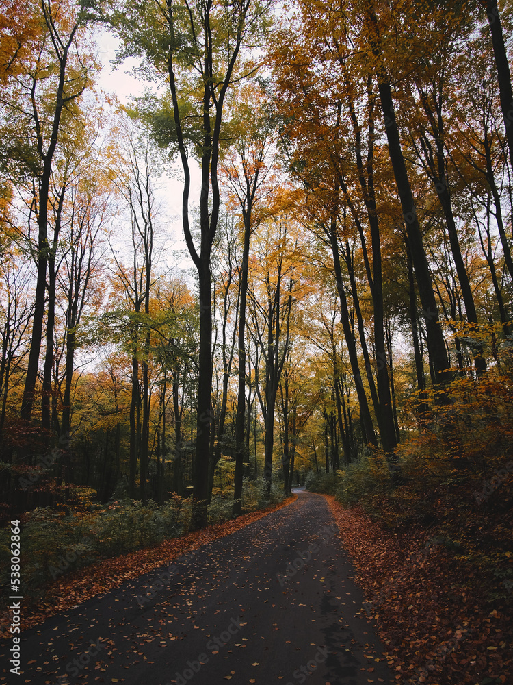 Obraz premium autumn in the forest