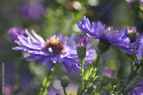 Blühende Herbstastern in der Herbstsonne