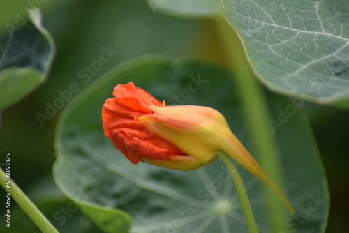 Aufgehende Blüte einer Kapuzinerkresse (Tropaeolum)