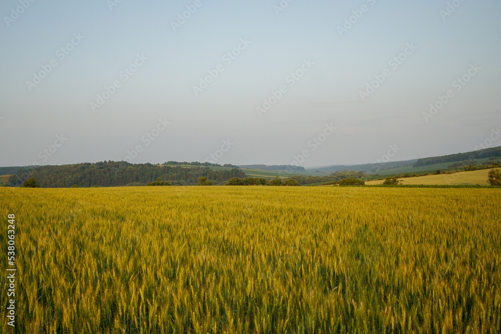 Field of green young ears of wheat. Ears of green barley. Future harvest