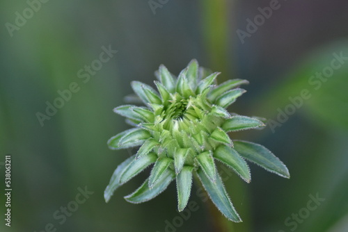 Knospe vom Sonnenhut (Echinacea)