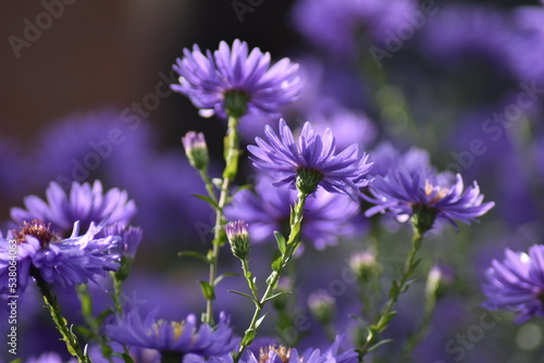 Blühende Herbstastern im Herbst
