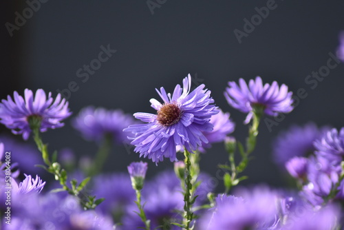 Blühende Herbstastern im herbstlichen Sonnenlicht