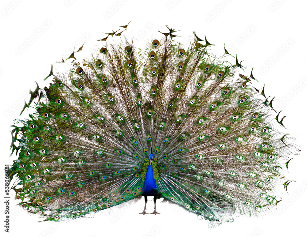 Obraz premium The Indian peafowl or blue peafowl dance display
