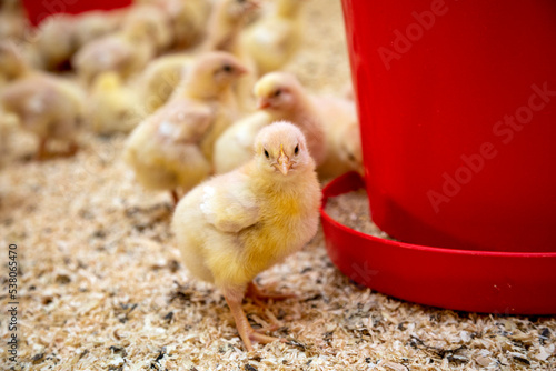 Fotografija young yellow chicks industrial poultry breeding farm feeding time