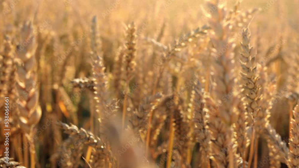 Yellow ears wheat sway in the wind, the background field of ripe ears of wheat, Harvest, Wheat growing on field, video. Yellow ears wheat sway in the wind, the background field of ripe ears of wheat, Harvest, Wheat growing on field, video.