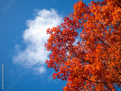 Bright red autumn leaves of the tree crown. Autumn mood. Against the background of a blue sky with white clouds. Place for text. Copy space. No people. Clear sky