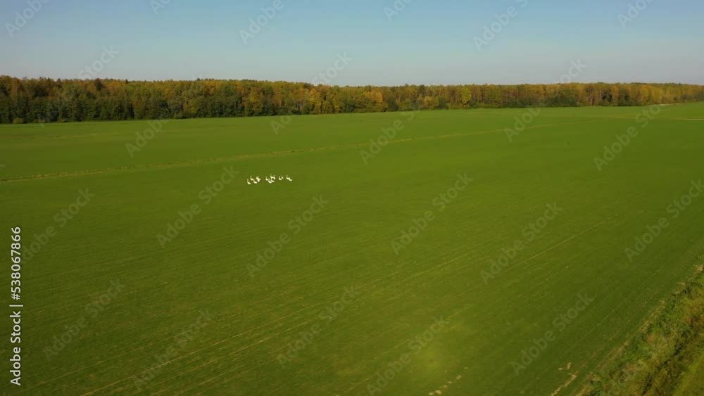 White swans on field. Aerial view. A flock of geese walks across field. A flock of swans is preparing to depart. White swans on field. Aerial view. A flock of geese walks across field. A flock of swans is preparing to depart.