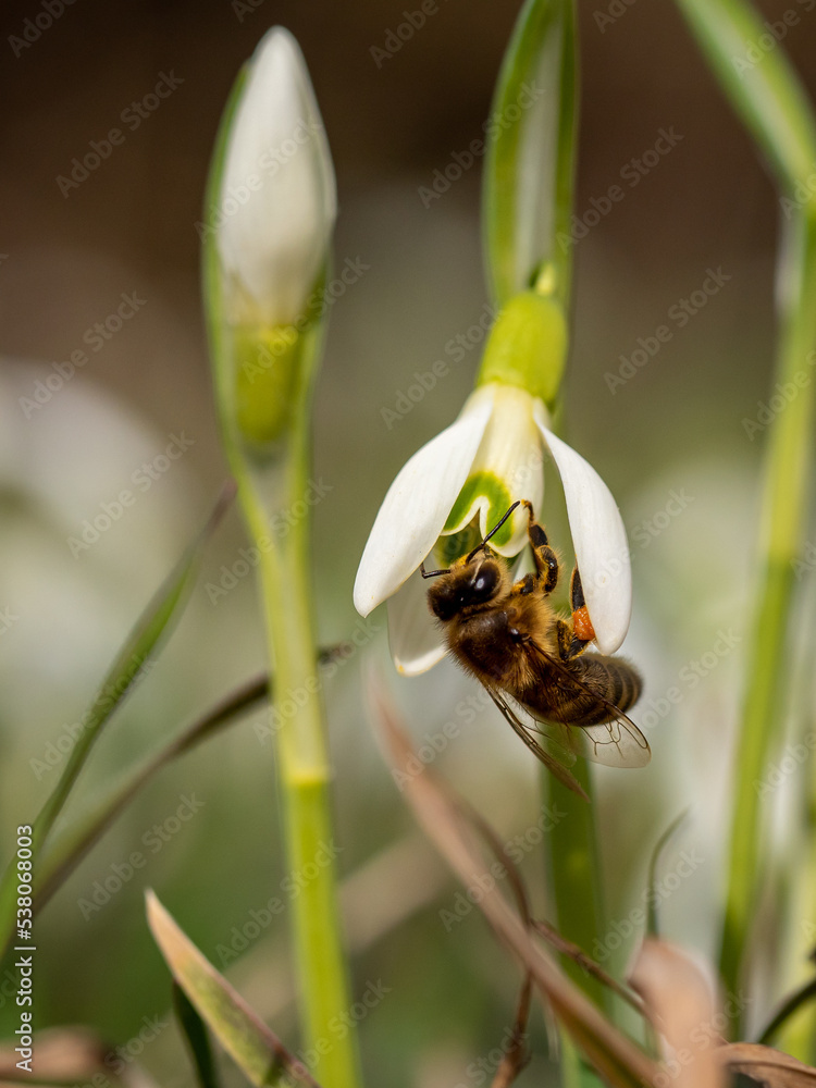Fototapeta premium flying and sitting bee on snowdrop flower