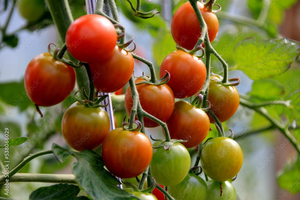 Ripe red  tomato plant growing in farm greenhouse. Ripe natural tomatoes growing on a branch in a greenhouse