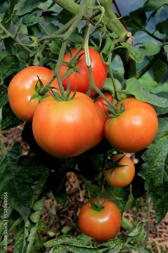 Ripe red  tomato plant growing in farm greenhouse. Ripe natural tomatoes growing on a branch in a greenhouse