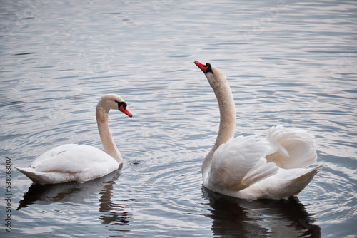 two swans on the lake