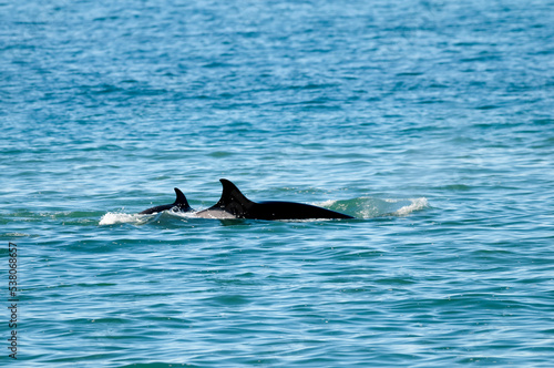 Killer whale hunting sea lions on the paragonian coast, Patagonia, Argentina