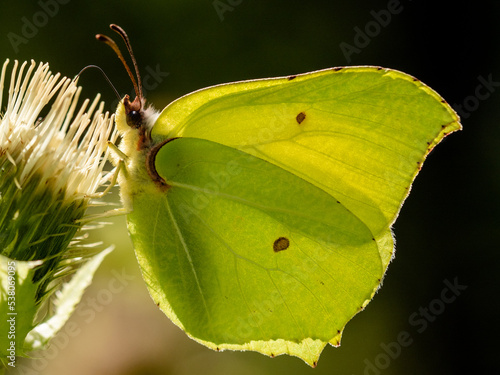 Yellow common brimstone butterflie