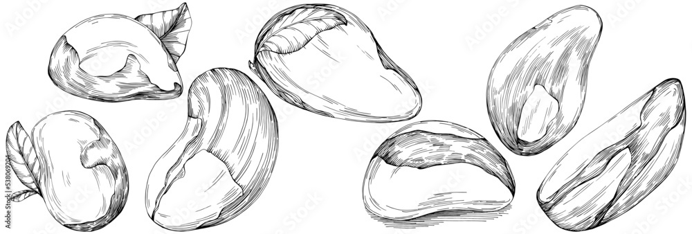 Brazilian nut or Brazil nut hand-drawn Vector Illustration isolated on background. Retro style farm product for restaurant menu, market label, logo, emblem, kitchen design. Decoration for packaging Brazilian nut or Brazil nut hand-drawn Vector Illustration isolated on background. Retro style farm product for restaurant menu, market label, logo, emblem, kitchen design. Decoration for packaging