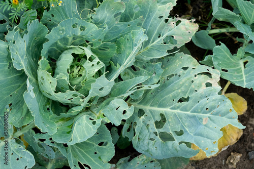 Cabbage leaves with holey. Cabbage leaves eaten by aphids, bugs, caterpillars, snails or other pests photo