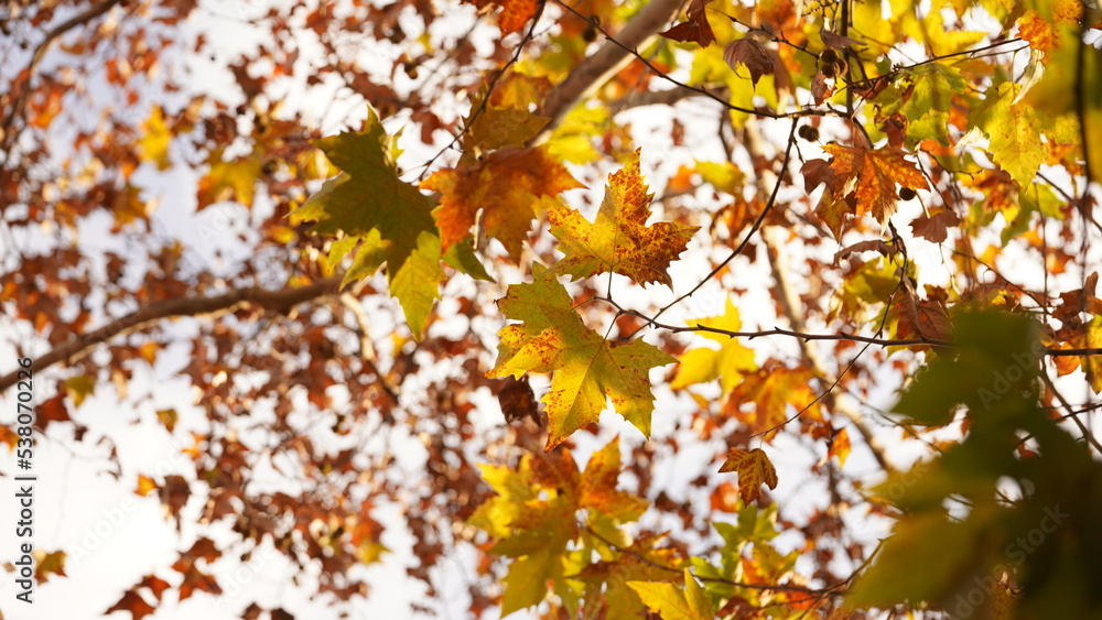 The beautiful autumn view with the colorful leaves on the tree in the city The beautiful autumn view with the colorful leaves on the tree in the city