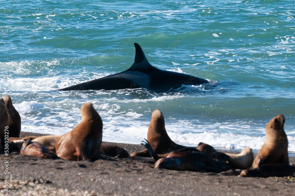 Fototapeta premium Killer whale hunting sea lions on the paragonian coast, Patagonia, Argentina