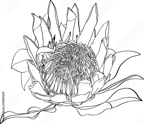 Outlined illustration of a King Protea