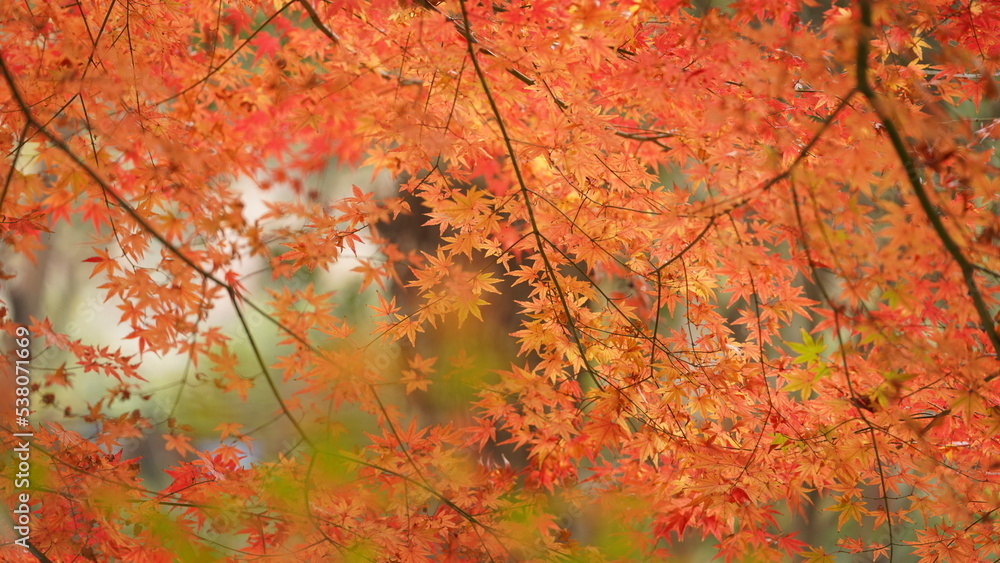 The beautiful autumn view with the colorful leaves on the tree in the city The beautiful autumn view with the colorful leaves on the tree in the city