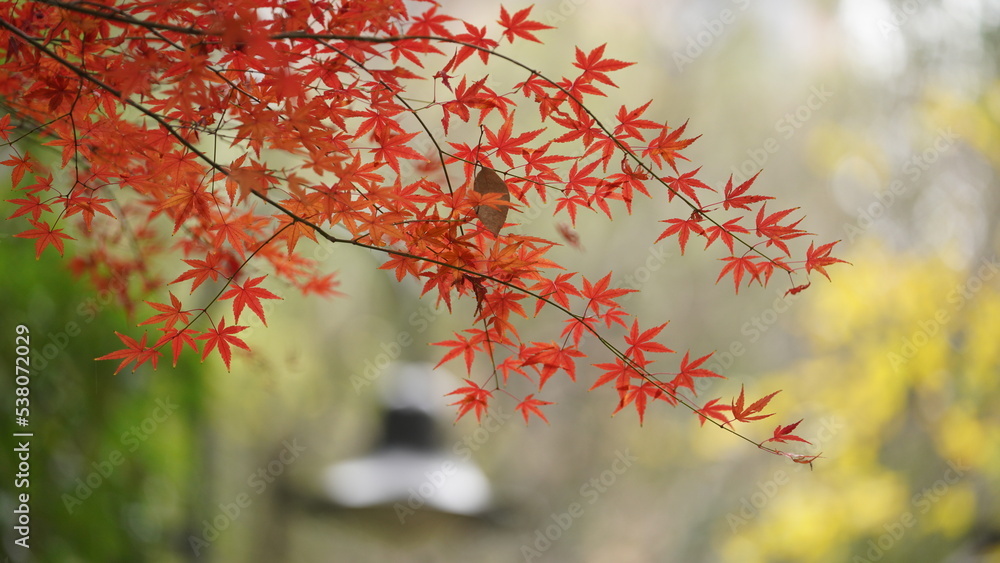 The beautiful autumn view with the colorful leaves on the tree in the city The beautiful autumn view with the colorful leaves on the tree in the city