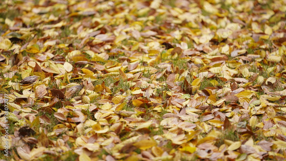 The beautiful autumn view with the colorful leaves on the tree in the city The beautiful autumn view with the colorful leaves on the tree in the city