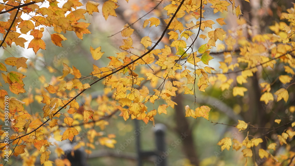 The beautiful autumn view with the colorful leaves on the tree in the city The beautiful autumn view with the colorful leaves on the tree in the city