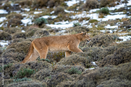 Puma walking in mountain environment, Torres del Paine National Park, Patagonia, Chile. © foto4440