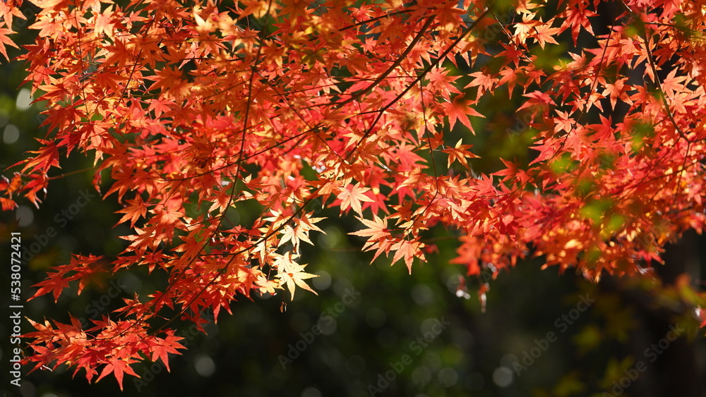 The beautiful autumn view with the colorful leaves on the tree in the city The beautiful autumn view with the colorful leaves on the tree in the city