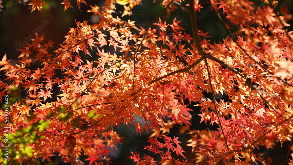 The beautiful autumn view with the colorful leaves on the tree in the city The beautiful autumn view with the colorful leaves on the tree in the city