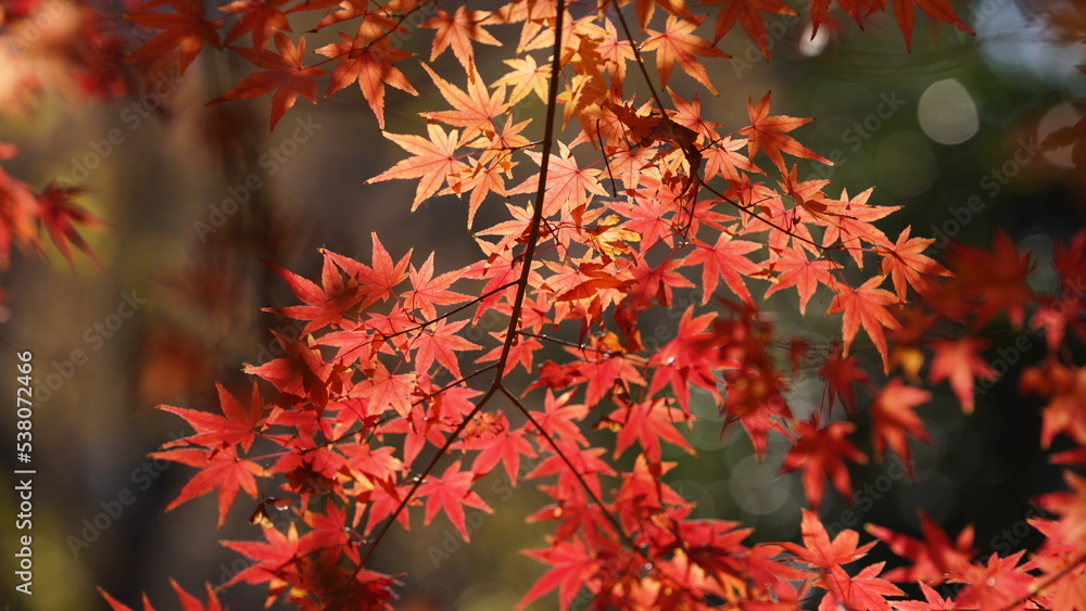 The beautiful autumn view with the colorful leaves on the tree in the city The beautiful autumn view with the colorful leaves on the tree in the city