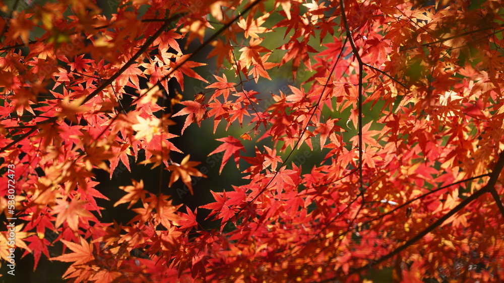 The beautiful autumn view with the colorful leaves on the tree in the city The beautiful autumn view with the colorful leaves on the tree in the city