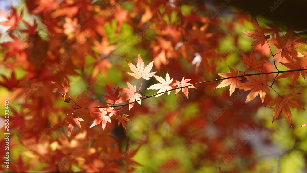 The beautiful autumn view with the colorful leaves on the tree in the city The beautiful autumn view with the colorful leaves on the tree in the city