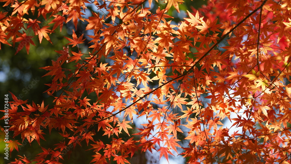 The beautiful autumn view with the colorful leaves on the tree in the city The beautiful autumn view with the colorful leaves on the tree in the city