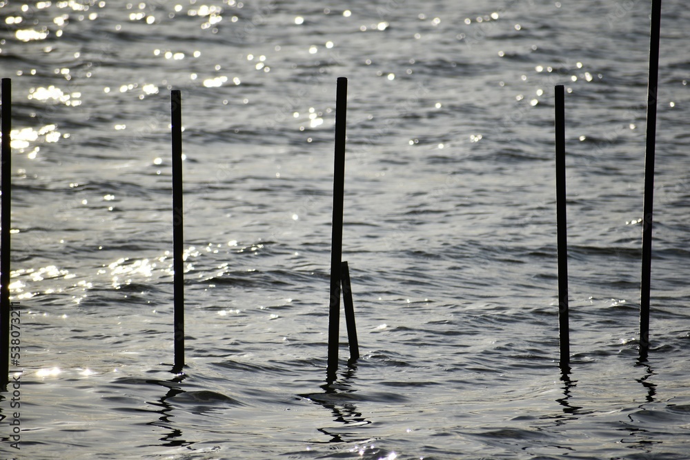 琵琶湖のエリ漁と鴨