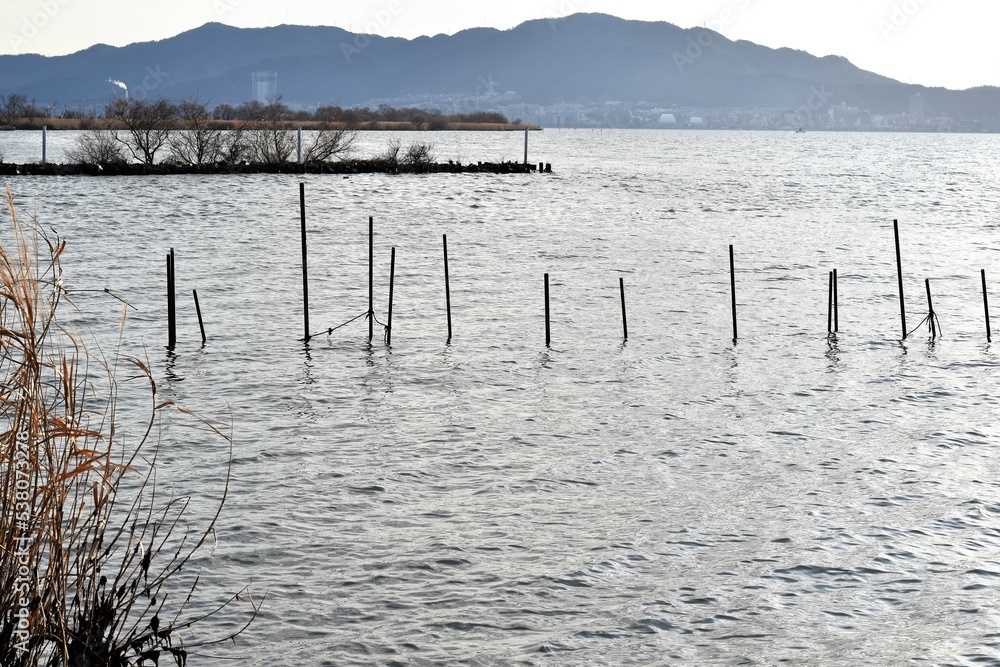 琵琶湖のエリ漁と鴨