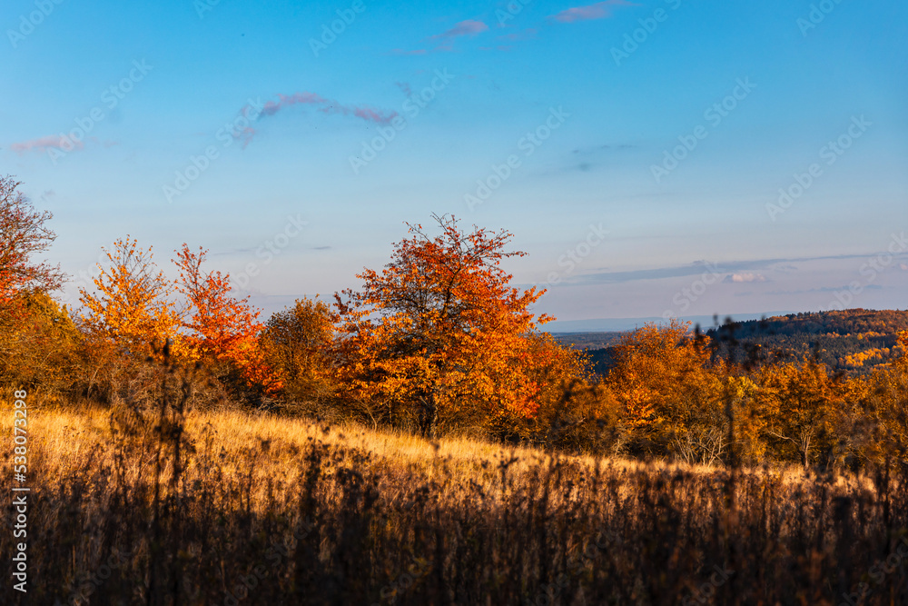 Autumn colorful landscape. Trees with bright orange leaves in the fall. Ovčí vrch (Schaafberg) near Krasíkov in Tachov district, Pilsen region, Czech republic.