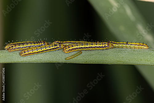 Great Southern White Butterfly Caterpillar photo