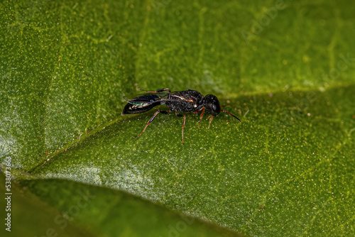 Adult Aphid Wasp photo