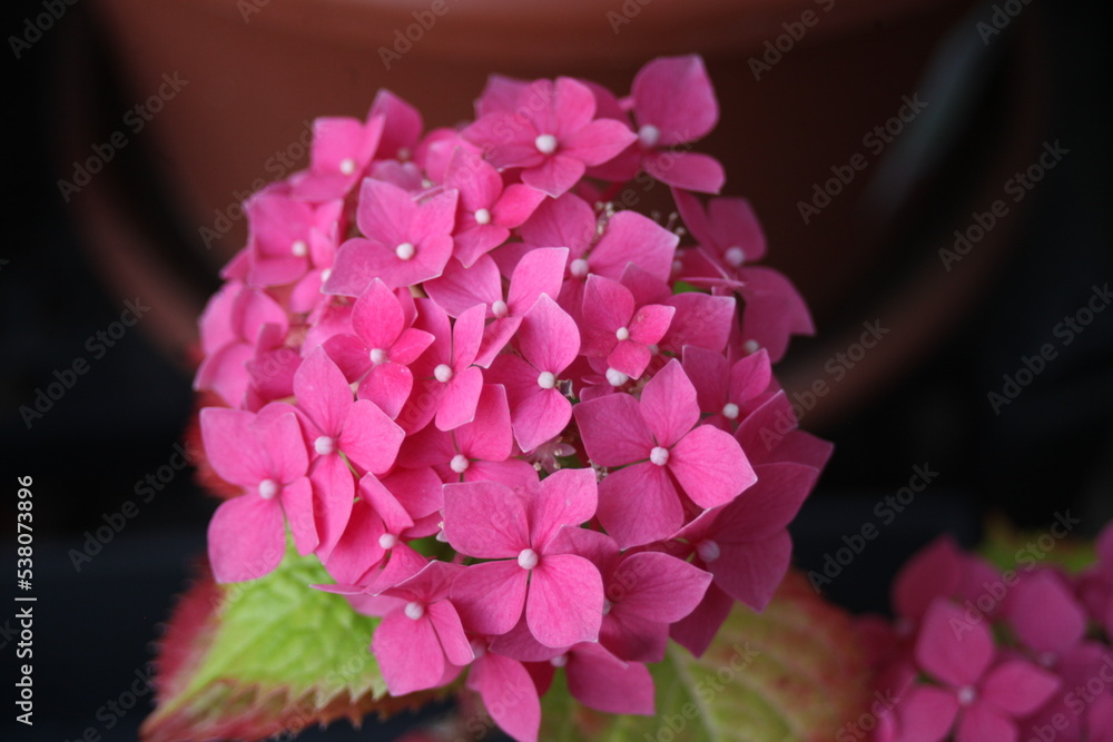 Fototapeta premium hortensia
