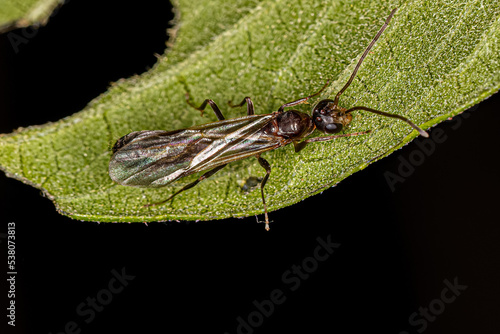 Adult Male Winged Ant photo