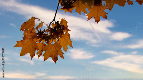 maple leaf on blue sky