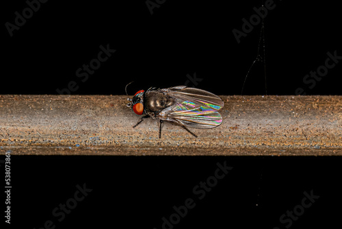 Adult Freeloader Fly