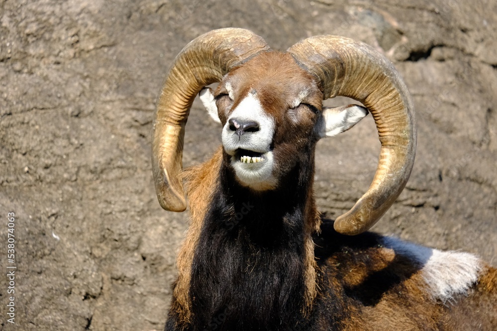 sheep sheep