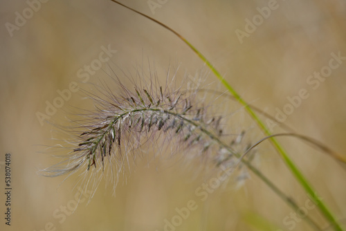 Natural grass texture in Bulgaria daylight