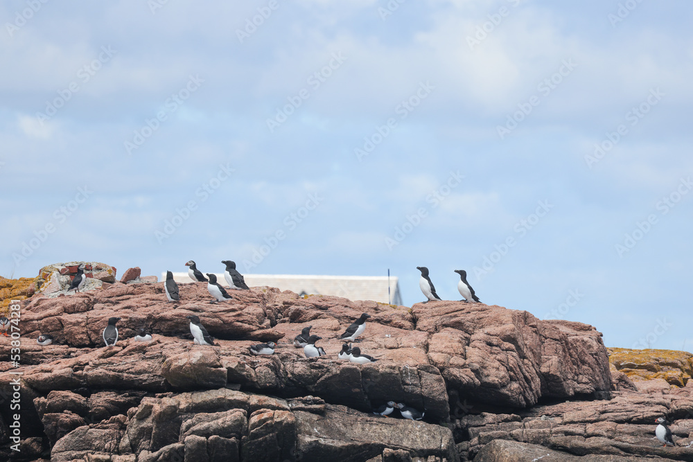 Puffin Rookery on Egg Rock in Maine